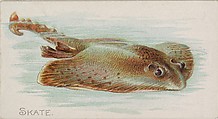 Skate, from the Fish from American Waters series (N8) for Allen & Ginter Cigarettes Brands, Allen & Ginter American, Commercial color lithograph