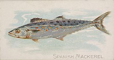 Spanish Mackerel, from the Fish from American Waters series (N8) for Allen & Ginter Cigarettes Brands, Allen & Ginter American, Commercial color lithograph