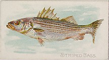 Striped Bass, from the Fish from American Waters series (N8) for Allen & Ginter Cigarettes Brands, Allen & Ginter American, Commercial color lithograph