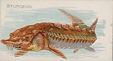 Sturgeon, from the Fish from American Waters series (N8) for Allen & Ginter Cigarettes Brands, Allen & Ginter American, Commercial color lithograph