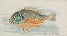Sunfish, from the Fish from American Waters series (N8) for Allen & Ginter Cigarettes Brands, Allen & Ginter American, Commercial color lithograph