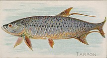 Tarpon, from the Fish from American Waters series (N8) for Allen & Ginter Cigarettes Brands, Allen & Ginter  American, Commercial color lithograph