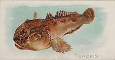 Toadfish, from the Fish from American Waters series (N8) for Allen & Ginter Cigarettes Brands, Allen & Ginter  American, Commercial color lithograph