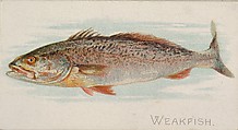 Weakfish, from the Fish from American Waters series (N8) for Allen & Ginter Cigarettes Brands, Allen & Ginter American, Commercial color lithograph