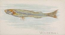 Whitebait, from the Fish from American Waters series (N8) for Allen & Ginter Cigarettes Brands, Allen & Ginter American, Commercial color lithograph