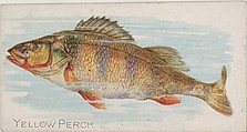 Yellow Perch, from the Fish from American Waters series (N8) for Allen & Ginter Cigarettes Brands, Allen & Ginter American, Commercial color lithograph