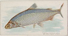 Whitefish, from the Fish from American Waters series (N8) for Allen & Ginter Cigarettes Brands, Allen & Ginter American, Commercial color lithograph