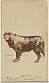 From the Dogs series (N47) for Virginia Brights Cigarettes, Allen & Ginter  American, Albumen photograph