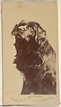 From the Dogs series (N47) for Virginia Brights Cigarettes, Allen & Ginter  American, Albumen photograph