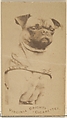 Pug, from the Dogs series (N47) for Virginia Brights Cigarettes, Allen & Ginter  American, Albumen photograph