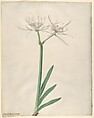 Pancratium (American narcissus), Georg Dionysius Ehret  German, Watercolor and gouache (bodycolor), with traces of black chalk on vellum