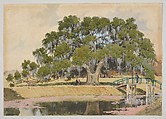 The Washington Live Oak, New Orleans, F. C. Dwyer