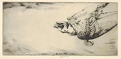 Peregrine Falcon Soaring, Henry Emerson Tuttle  American, Drypoint