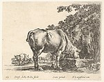 Plate 12: a cow drinking from a stone trough, other cows to left in background, from "Diversi Capricci", Stefano della Bella  Italian, Etching; third state of four (De Vesme)