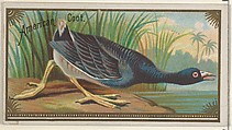 American Coot, from the Game Birds series (N13) for Allen & Ginter Cigarettes Brands, Allen & Ginter  American, Commercial color lithograph