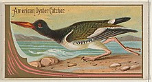 American Oyster Catcher, from the Game Birds series (N13) for Allen & Ginter Cigarettes Brands, Allen & Ginter American, Commercial color lithograph