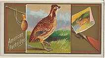 American Partridge, from the Game Birds series (N13) for Allen & Ginter Cigarettes Brands, Allen & Ginter  American, Commercial color lithograph