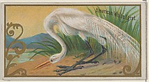 American White Egret, from the Game Birds series (N13) for Allen & Ginter Cigarettes Brands, Allen & Ginter  American, Commercial color lithograph
