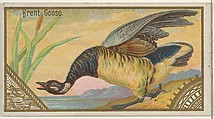 Brent Goose, from the Game Birds series (N13) for Allen & Ginter Cigarettes Brands, Allen & Ginter American, Commercial color lithograph