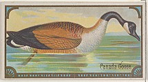 Canada Goose, from the Game Birds series (N13) for Allen & Ginter Cigarettes Brands, Allen & Ginter  American, Commercial color lithograph