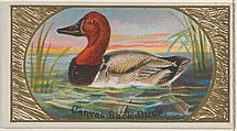 Canvas-Back Duck, from the Game Birds series (N13) for Allen & Ginter Cigarettes Brands, Allen & Ginter American, Commercial color lithograph