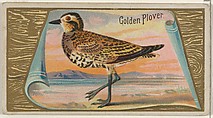 Golden Plover, from the Game Birds series (N13) for Allen & Ginter Cigarettes Brands, Allen & Ginter  American, Commercial color lithograph