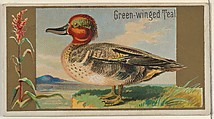 Green-winged Teal, from the Game Birds series (N13) for Allen & Ginter Cigarettes Brands, Allen & Ginter  American, Commercial color lithograph