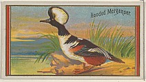 Hooded Merganser, from the Game Birds series (N13) for Allen & Ginter Cigarettes Brands, Allen & Ginter  American, Commercial color lithograph
