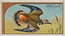 Kildeer Plover, from the Game Birds series (N13) for Allen & Ginter Cigarettes Brands, Allen & Ginter American, Commercial color lithograph