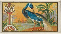 Louisiana Heron, from the Game Birds series (N13) for Allen & Ginter Cigarettes Brands, Allen & Ginter  American, Commercial color lithograph