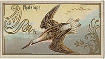 Phalarope, from the Game Birds series (N13) for Allen & Ginter Cigarettes Brands, Allen & Ginter American, Commercial color lithograph
