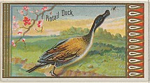 Pintail Duck, from the Game Birds series (N13) for Allen & Ginter Cigarettes Brands, Allen & Ginter American, Commercial color lithograph