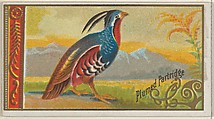 Plumed Partridge, from the Game Birds series (N13) for Allen & Ginter Cigarettes Brands, Allen & Ginter  American, Commercial color lithograph
