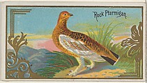 Rock Ptarmigan, from the Game Birds series (N13) for Allen & Ginter Cigarettes Brands, Allen & Ginter American, Commercial color lithograph