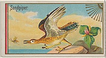 Sandpiper, from the Game Birds series (N13) for Allen & Ginter Cigarettes Brands, Allen & Ginter  American, Commercial color lithograph