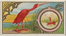 Scarlet Ibis, from the Game Birds series (N13) for Allen & Ginter Cigarettes Brands, Allen & Ginter  American, Commercial color lithograph