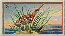 Snipe, from the Game Birds series (N13) for Allen & Ginter Cigarettes Brands, Allen & Ginter  American, Commercial color lithograph