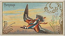 Turnstone, from the Game Birds series (N13) for Allen & Ginter Cigarettes Brands, Allen & Ginter  American, Commercial color lithograph
