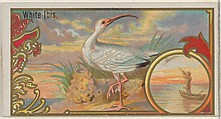 White Ibis, from the Game Birds series (N13) for Allen & Ginter Cigarettes Brands, Allen & Ginter  American, Commercial color lithograph