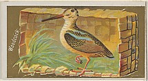 Woodcock, from the Game Birds series (N13) for Allen & Ginter Cigarettes Brands, Allen & Ginter American, Commercial color lithograph