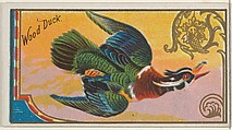 Wood Duck, from the Game Birds series (N13) for Allen & Ginter Cigarettes Brands, Allen & Ginter American, Commercial color lithograph