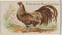 Ayam Jallak Malay Game Cock, from the Prize and Game Chickens series (N20) for Allen & Ginter Cigarettes, Allen & Ginter  American, Commercial color lithograph
