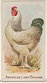 American Light Brahma, from the Prize and Game Chickens series (N20) for Allen & Ginter Cigarettes, Allen & Ginter  American, Commercial color lithograph