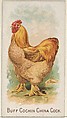 Buff Cochin China Cock, from the Prize and Game Chickens series (N20) for Allen & Ginter Cigarettes, Allen & Ginter  American, Commercial color lithograph