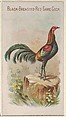Black-Breasted Red Game Cock, from the Prize and Game Chickens series (N20) for Allen & Ginter Cigarettes, Allen & Ginter  American, Commercial color lithograph