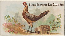 Black-Breasted Red Game Hen, from the Prize and Game Chickens series (N20) for Allen & Ginter Cigarettes, Allen & Ginter  American, Commercial color lithograph