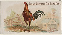 Brown-Breasted Red Game Cock, from the Prize and Game Chickens series (N20) for Allen & Ginter Cigarettes, Allen & Ginter  American, Commercial color lithograph