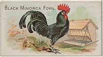 Black Minorca Fowl, from the Prize and Game Chickens series (N20) for Allen & Ginter Cigarettes, Allen & Ginter  American, Commercial color lithograph