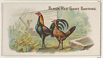 Black Red Game Bantams, from the Prize and Game Chickens series (N20) for Allen & Ginter Cigarettes, Allen & Ginter  American, Commercial color lithograph