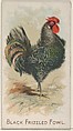 Black Frizzled Fowl, from the Prize and Game Chickens series (N20) for Allen & Ginter Cigarettes, Allen & Ginter  American, Commercial color lithograph